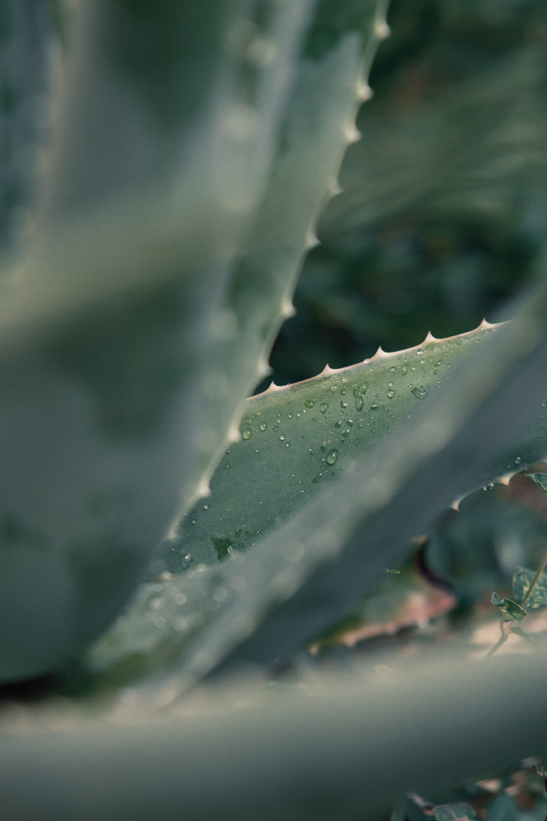 ALOE-VERA EXTRAKT
